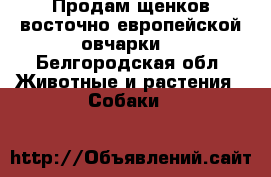 Продам щенков восточно европейской овчарки. - Белгородская обл. Животные и растения » Собаки   